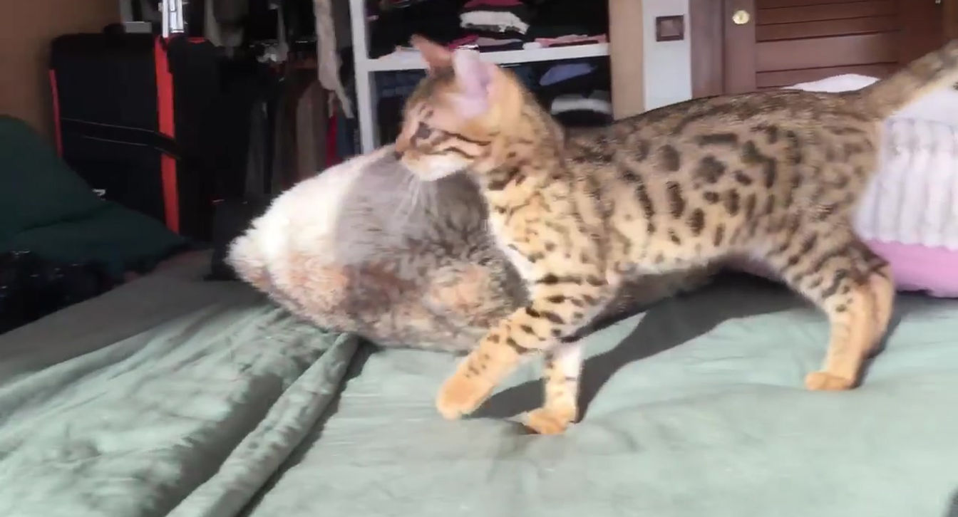 Prince henri trop cool